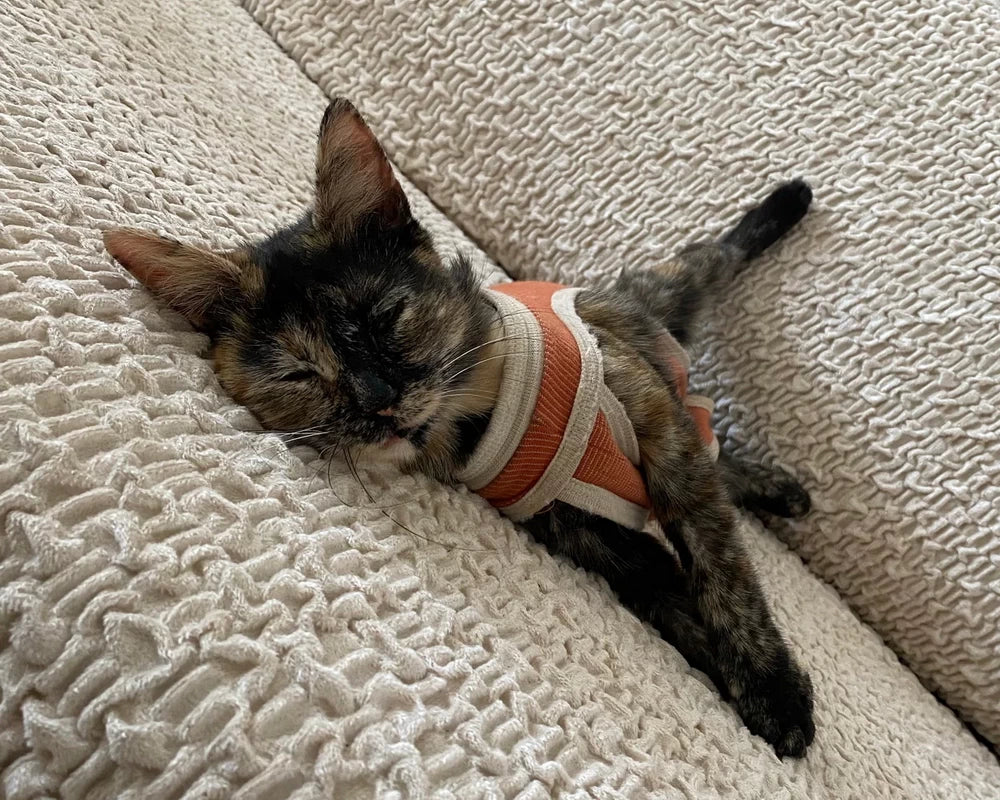 Decoración Pet-Friendly: Secretos para Un Toque Chic para Tu Hogar