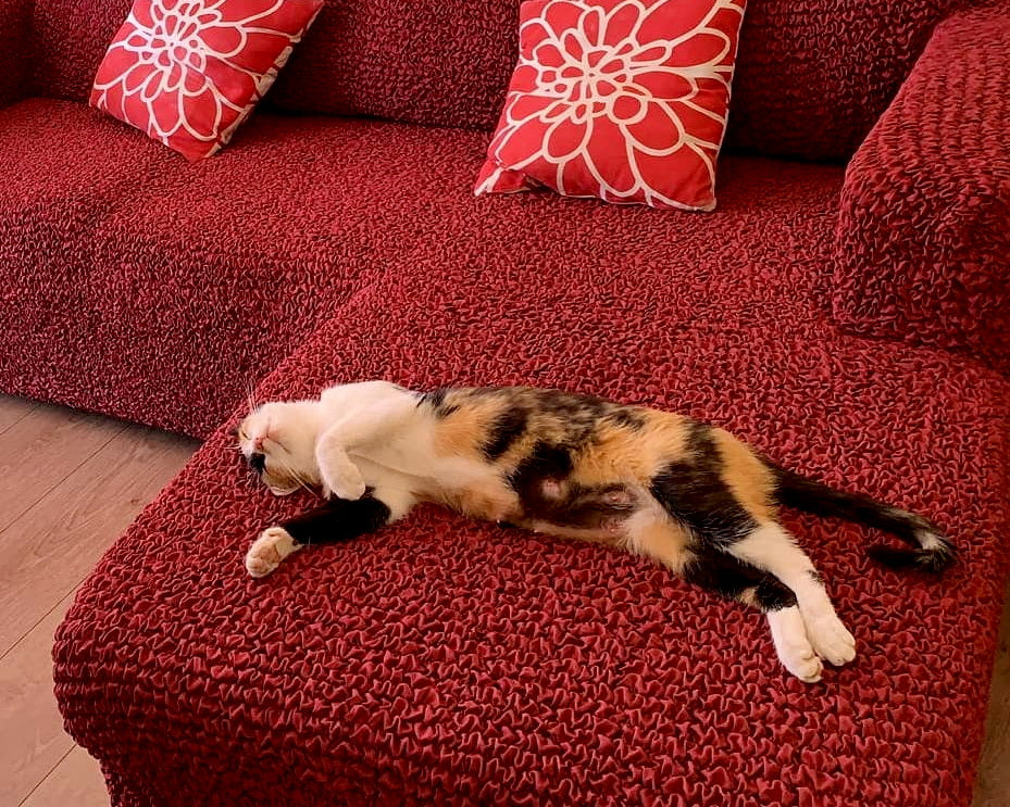 Funda sofa gatos