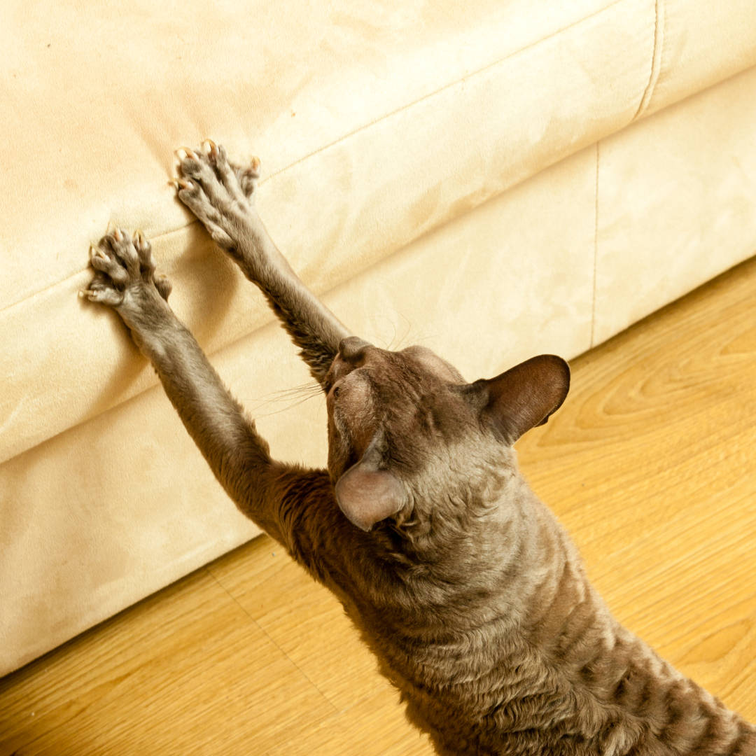 10 motivos para comprar una funda para tus muebles.