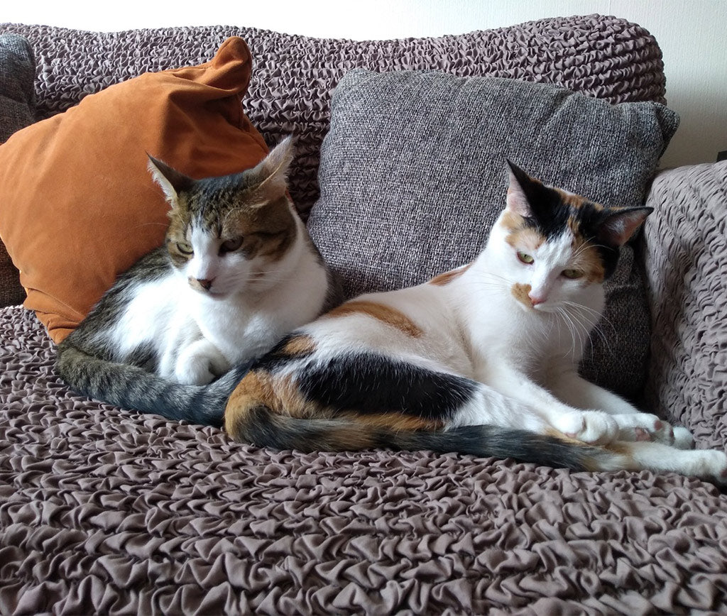 ¿Tienes mascotas? protege tus muebles con estilo.