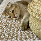 Microfibra - Funda Sofa L Izquierdo Vanilla